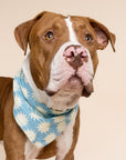 Pagi Dog Bandana