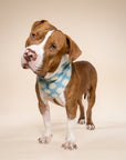 Pagi Dog Bandana