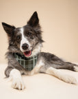 Pine Checkered Dog Bandana