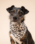 Pounce Dog Bandana