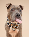 Pumpkin Petals Dog Bandana