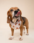 Quarterback Dog Bandana
