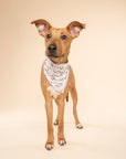Roam Dog Bandana