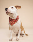 Dog wearing a Christmas Cookie bandana on a beige background