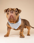Sea Dog Bandana