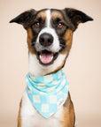 Soho Dog Bandana