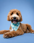 Soho Dog Bandana
