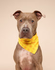 Sol Dog Bandana