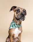 Spruce Dog Bandana