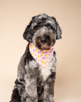 Squeezed Dog Bandana