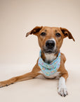 Summer Dog Bandana