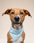 Summer Dog Bandana