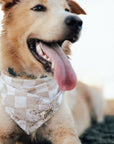 Checkers Dog Bandana from The Paws