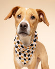 Trick or Treat Dog Bandana