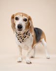 Urban Dog Bandana