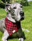 Whiskey Dog Bandana - The Paws