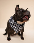 Dog wearing a bandana with a skull pattern on a black background