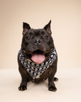 Black dog wearing a skull-patterned bandana on a black background