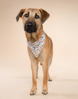 Willow Dog Bandana