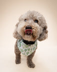 Yucca Cactus Dog Bandana