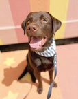 Harbour Bandana on a bright sunny day with The Paws