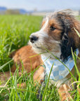 Knight- bandana from The Paws
