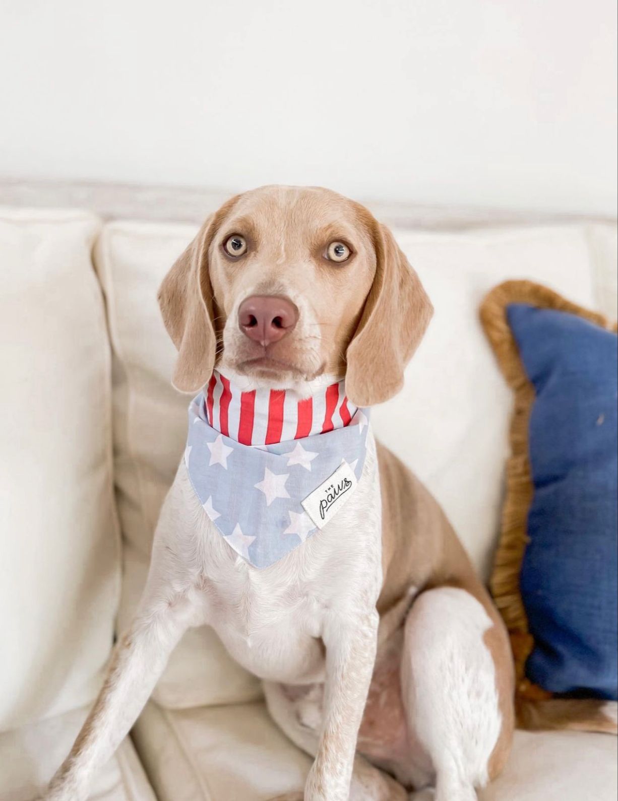 National Dog Bandana - from The Paws