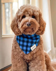 Scotch Bandana from The Paws