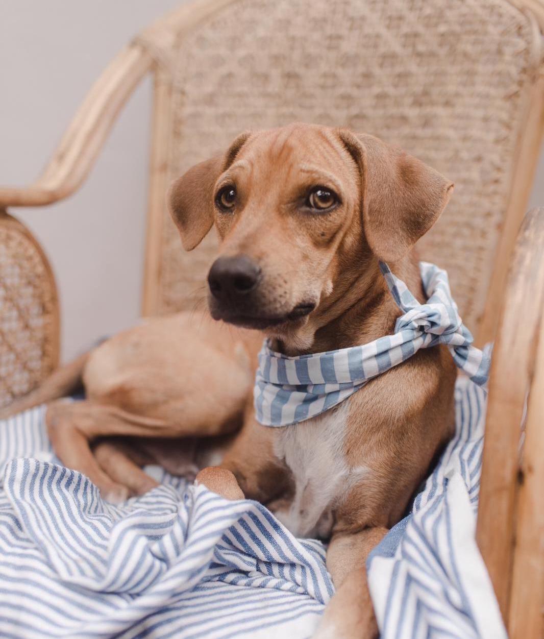 Adopt a dog from Sri Lanka, like me!
