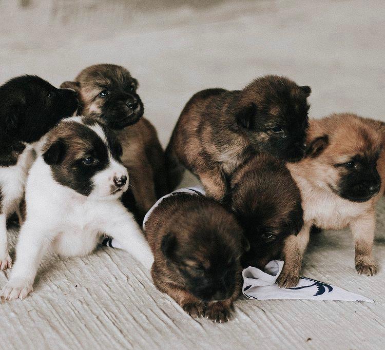 Junior in the litter of pups