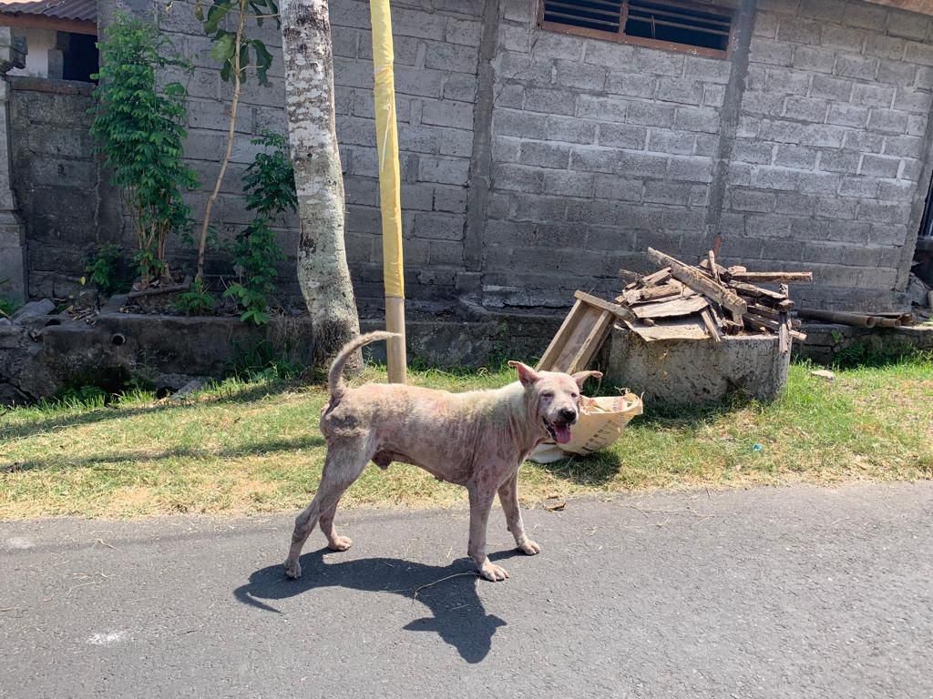 Bali Dogs In Need - Bali, Indonesia