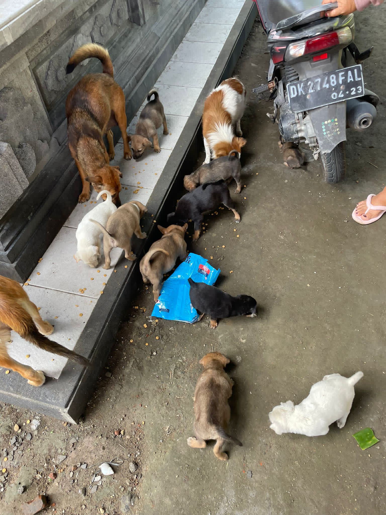 14 puppies in Bali