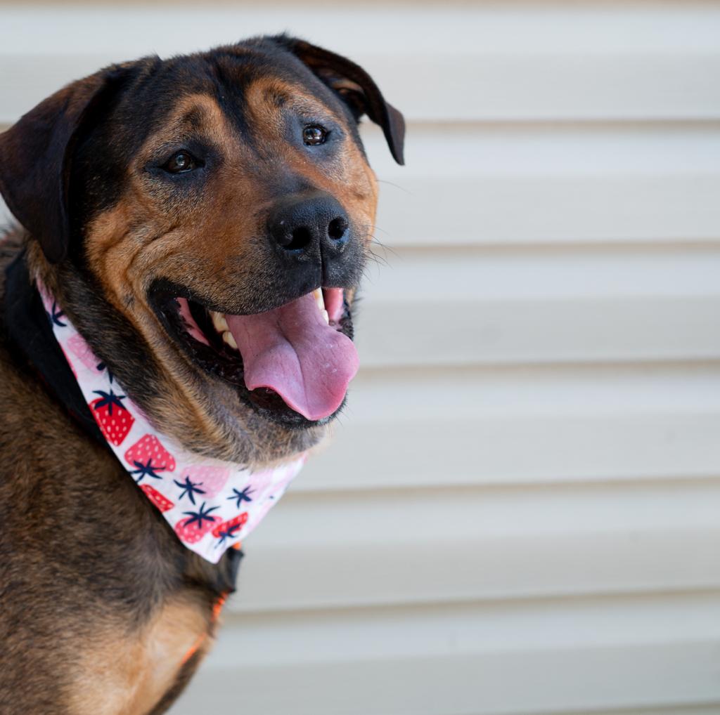 Beach Buddies with the SPCA - Deuce