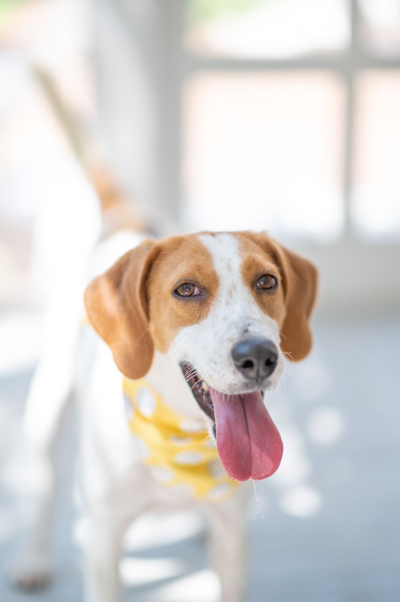 Beach Buddy Belle - Adoptable Dog at SPCA