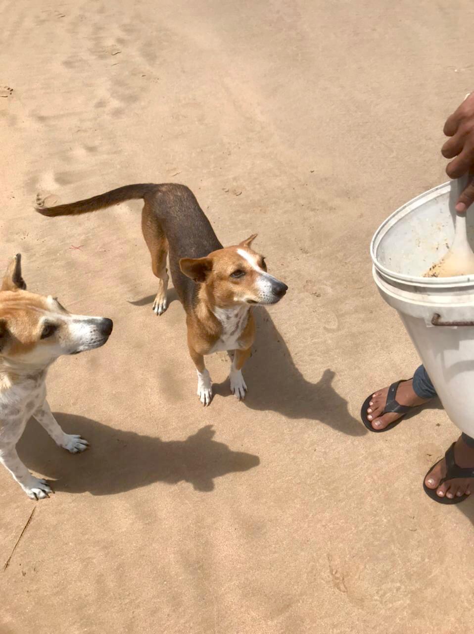 Beach Feeding Dogs in Sri Lanka