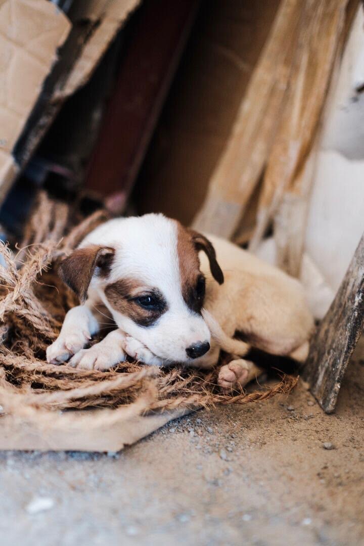 Sri Lanka - Beach Puppy