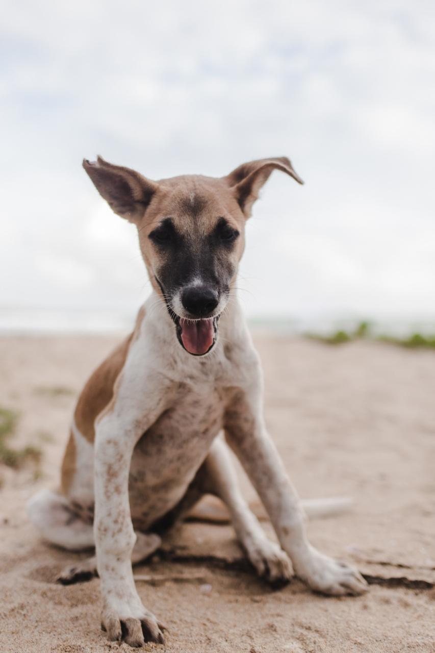 Bo From The Beach