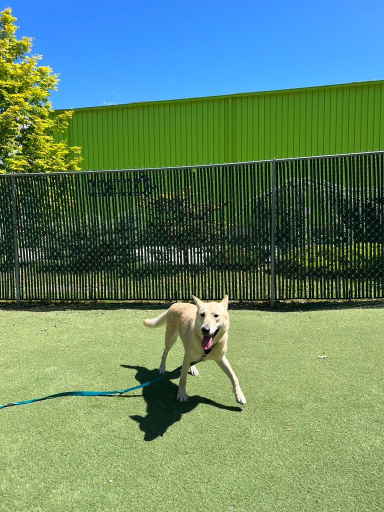 Brother Wolf Animal Rescue - Happy Dogs in Asheville