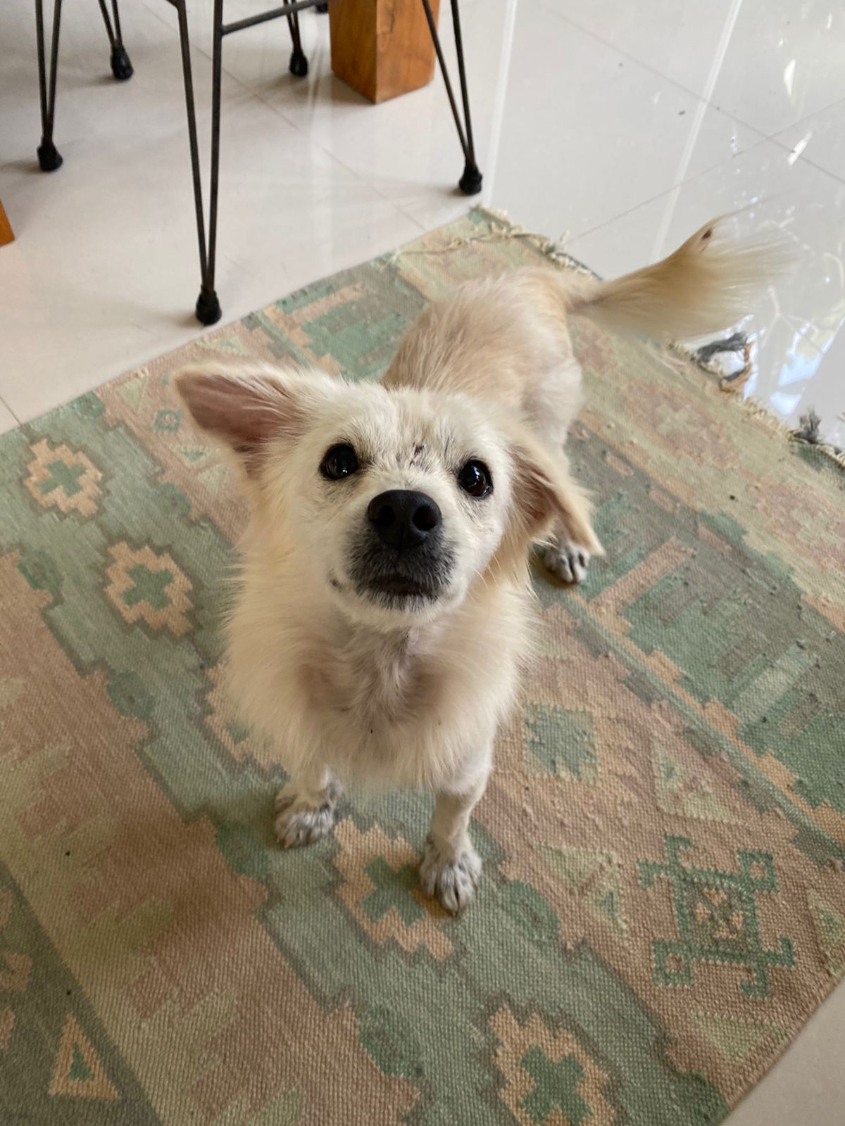 Chive The Little Bali Rescue Dog