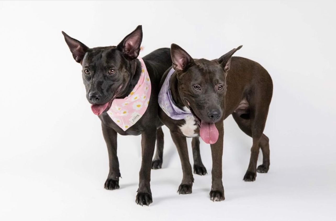 Chloe and Barb - Adoption Pictures