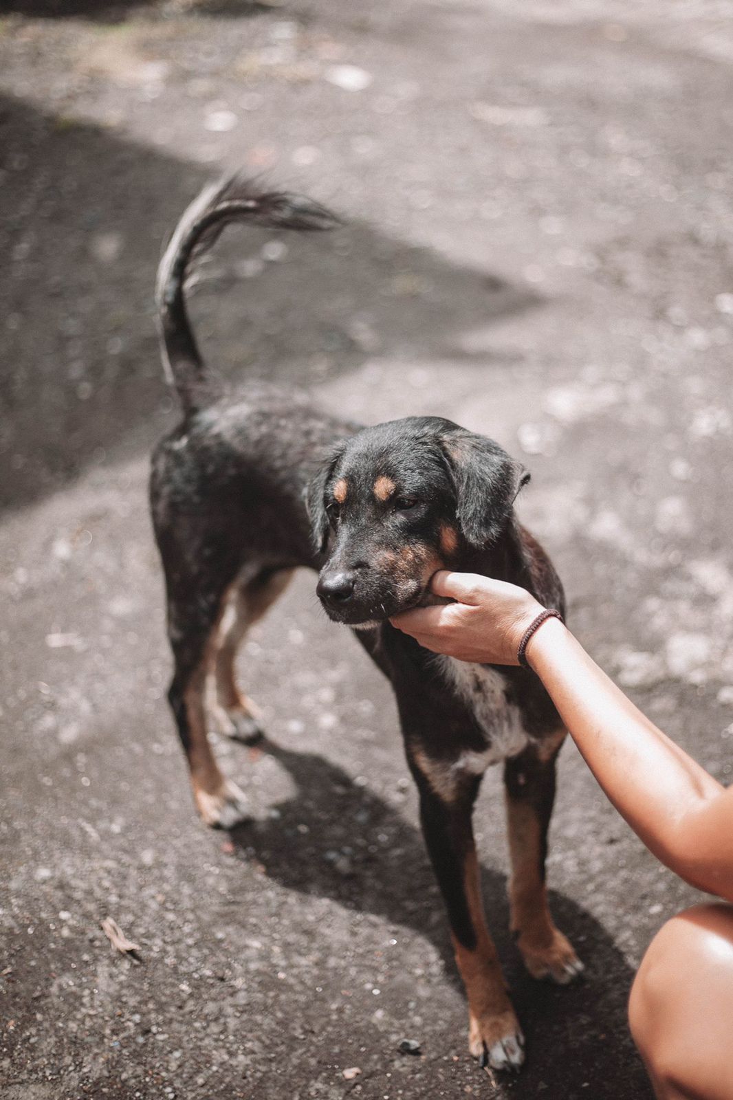 Community With The Paws Friends - We love dogs!