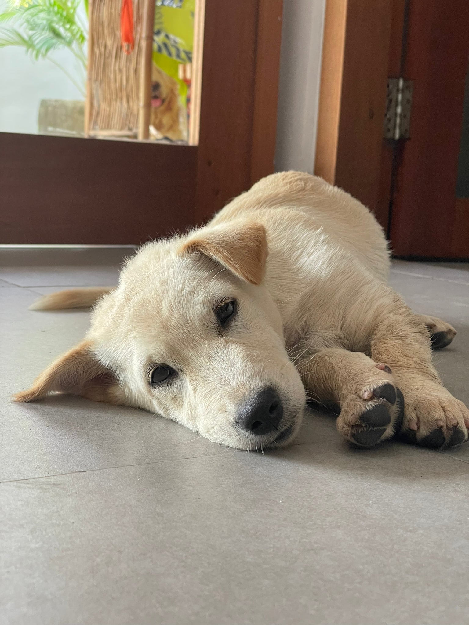 Dixie the Bali Dog - Hope for Bali Dogs