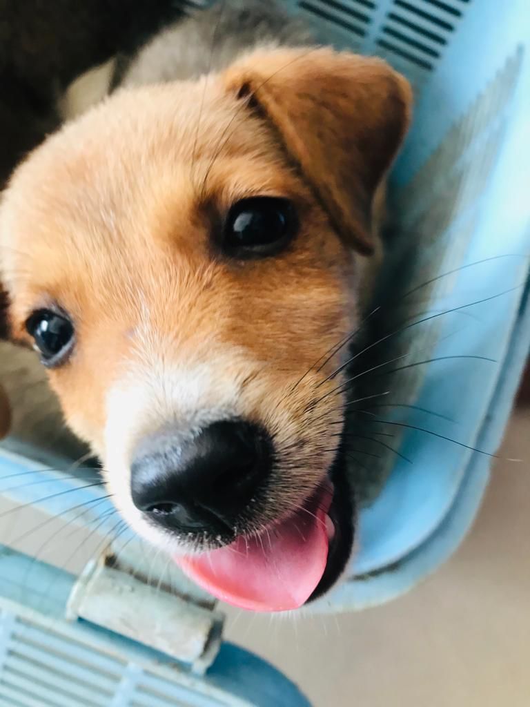 Follow Up Visits for Rescues