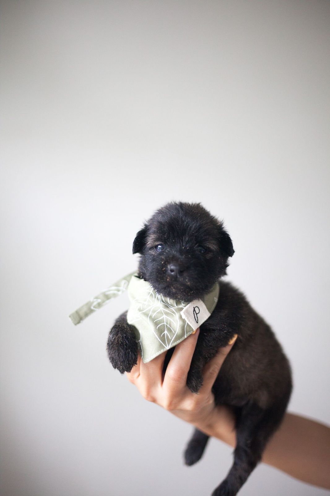 Forever Homes & Rescue Wins with POP!