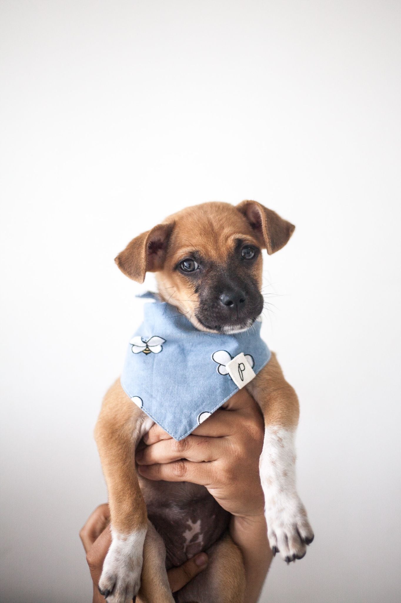 Great Photos Help Dog Adoptions - The Paws