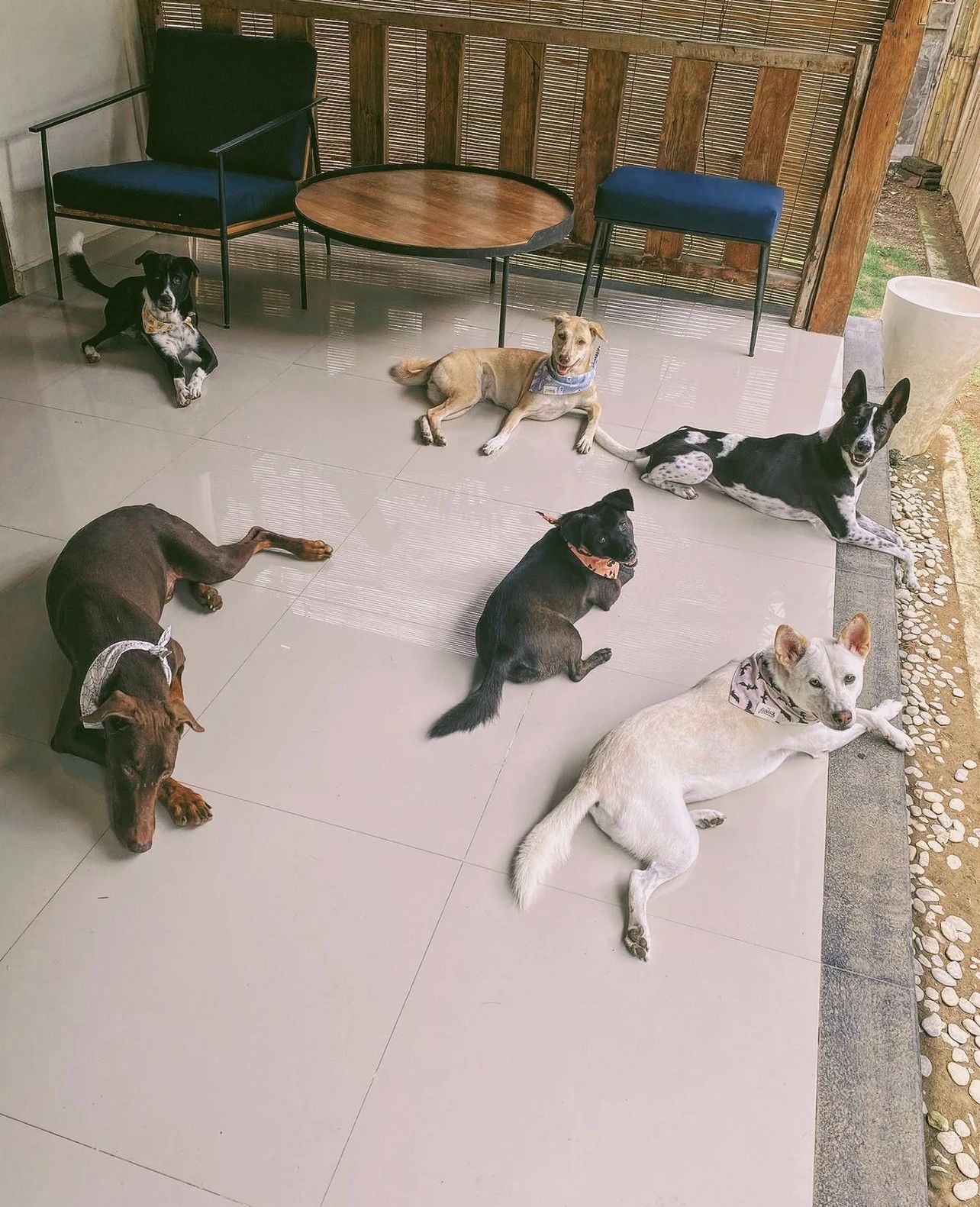Halloween with I Rescue Bali Dogs 