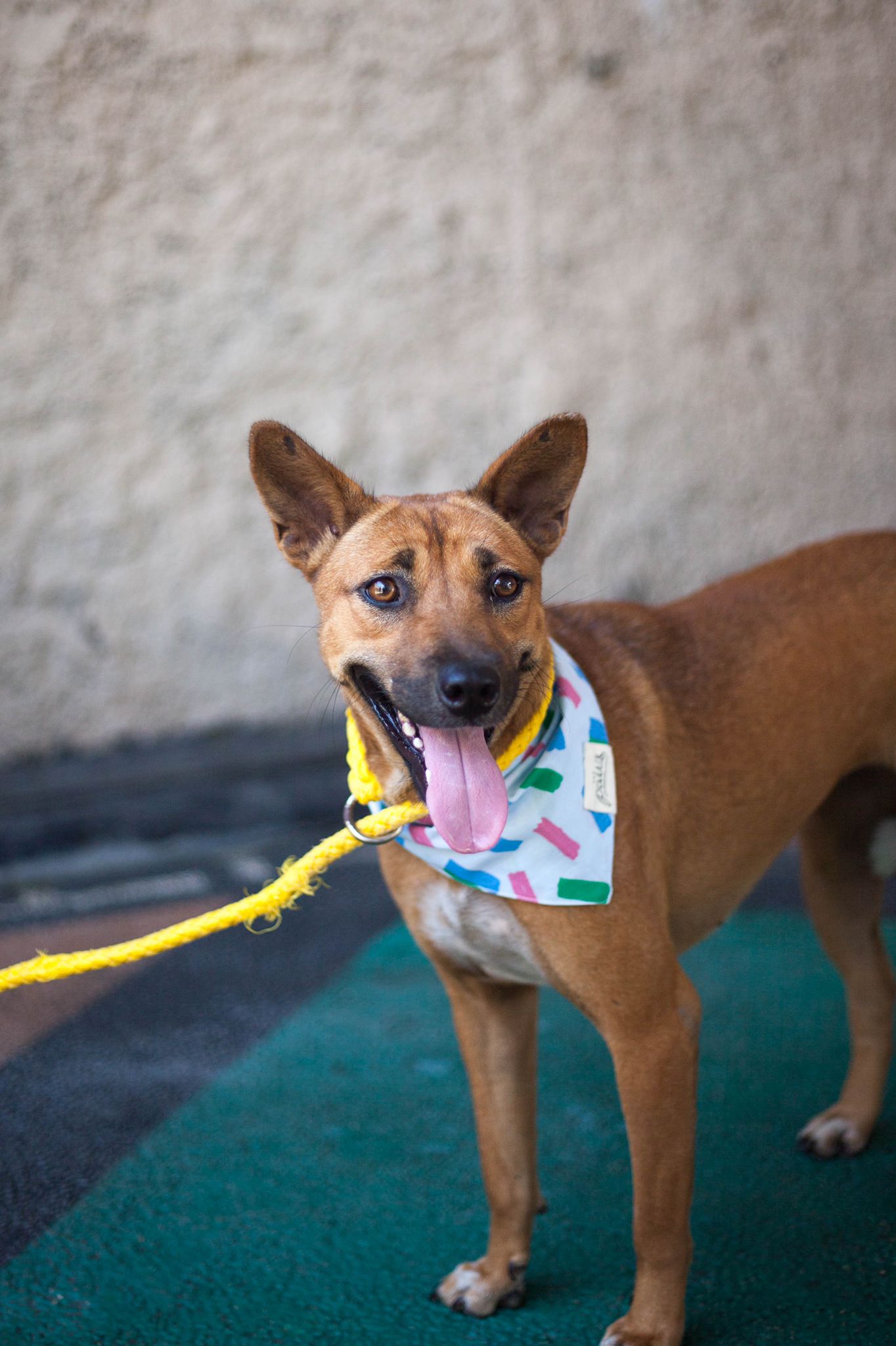 Hope For Bali Dogs - Ready for Adoption
