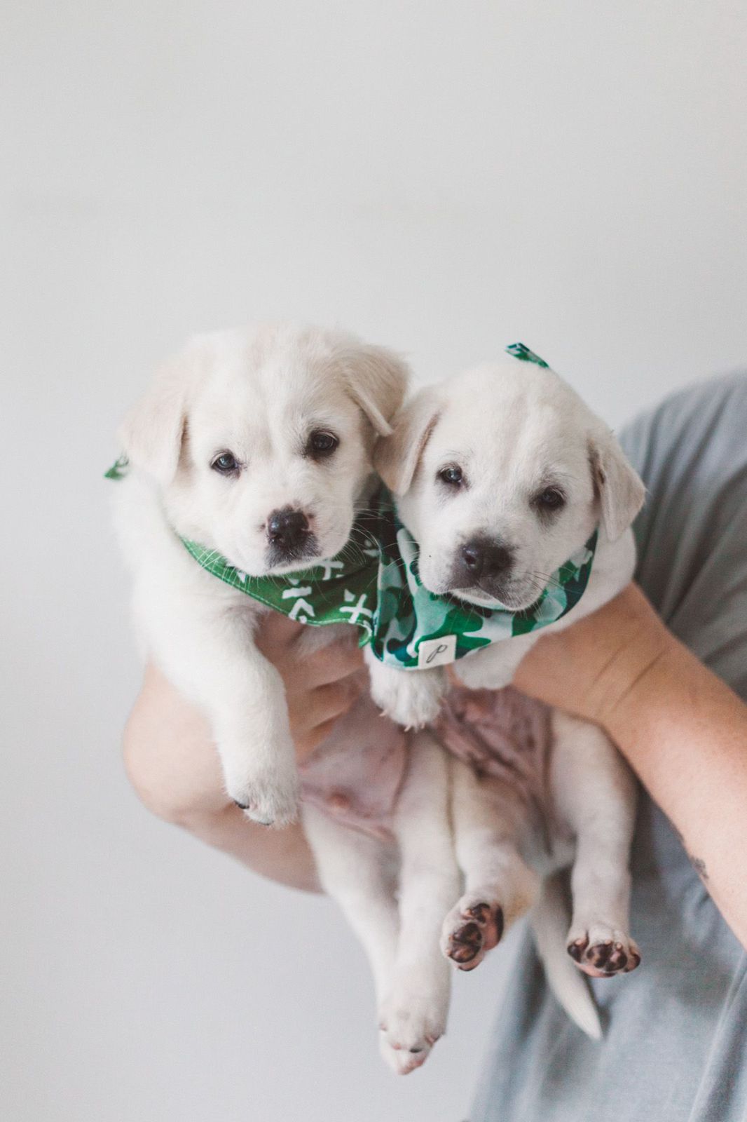 Hope for Bali Dog - Puppies!