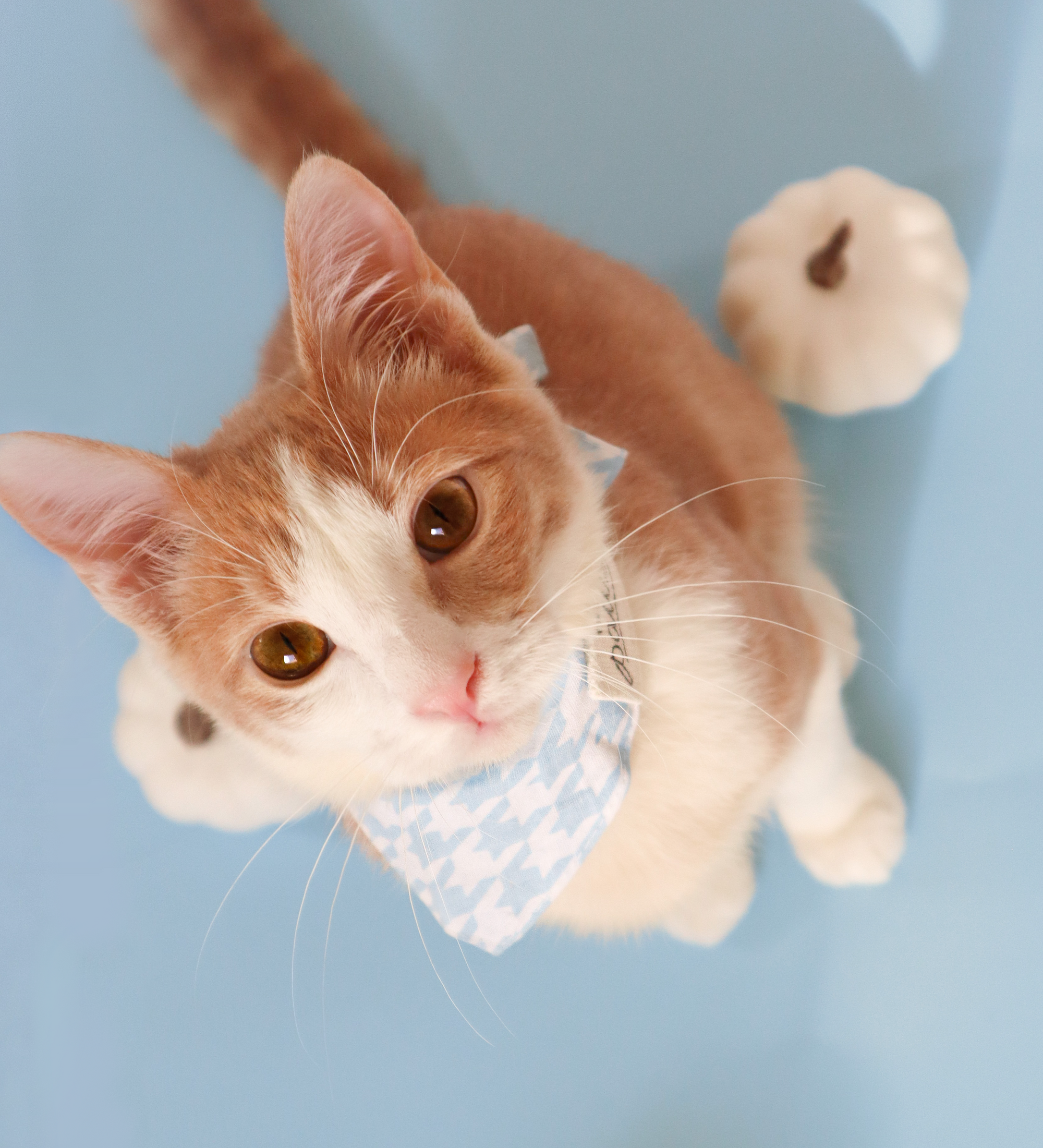 Tofu The Cat