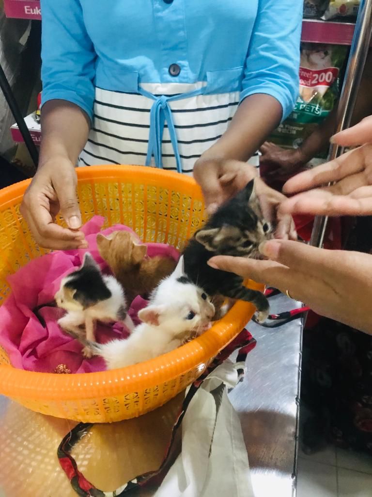 Kittens in Sri Lanka - Little Paws